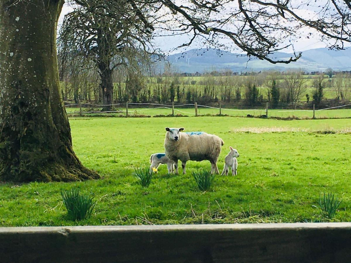Bed and Breakfast Lissanisky House Ballymackey Esterno foto